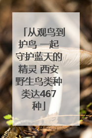 从观鸟到护鸟 一起守护蓝天的精灵 西安野生鸟类种类达467种
